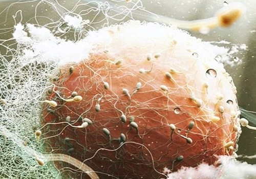 Low-AMH-&-Egg-Quality